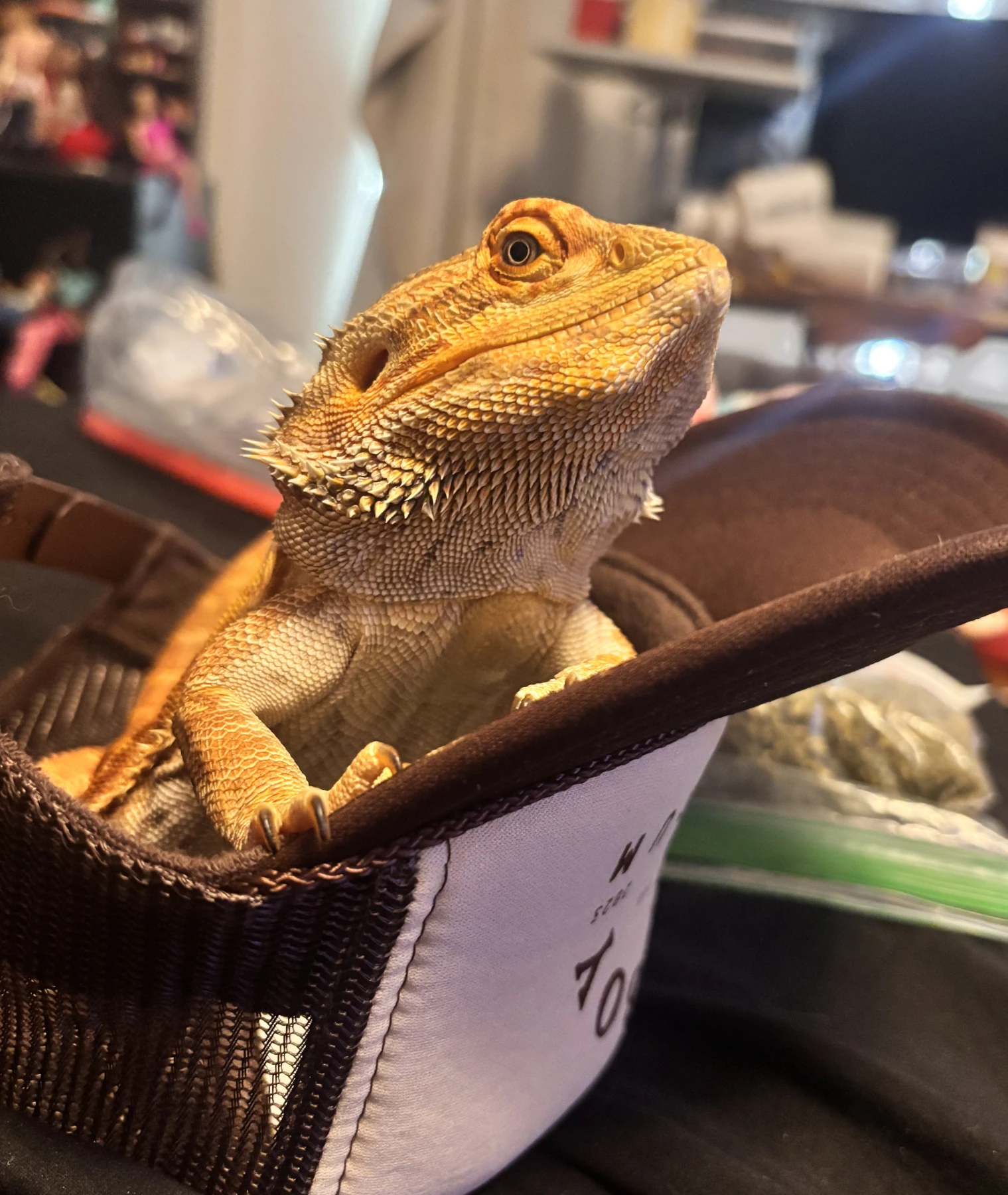 Gus