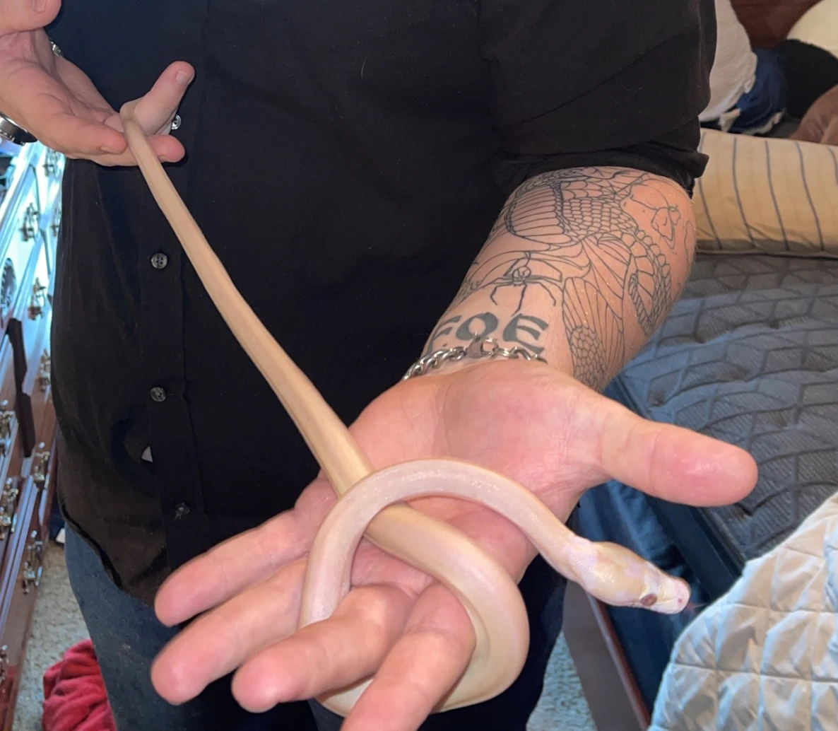 Medusa